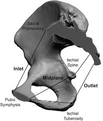 There are many organs that sit in the pelvis, including much of the urinary system, and lots of the male or female reproductive systems. Pelvis Anatomy Chapter 1 The Evolutionary Biology Of The Human Pelvis