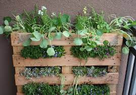 Making An Herb Garden Out Of Old Pallets