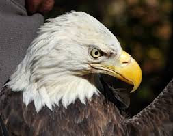 A group called the canadian raptor conservancy puts on daily demonstrations of birds of prey doing their thing, free. Eagles Imperiled In Virginia Wvtf