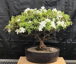 White Azalea Bonsai Tree Azalea X