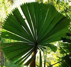Australian Palms