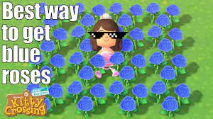 best way to get blue roses easy guide