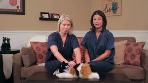 Feeding tubes procedure in cats. Feline Feeding Tube Metropolitan Veterinary Associates