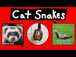 Cat Snakes Noodle Bears Bandit Bois Internet Names For Ferrets