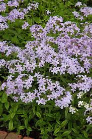 Woodland Phlox Phlox Divaricata In