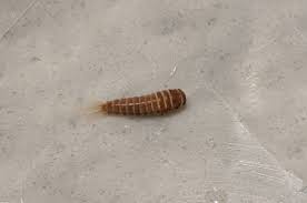 larva of a carpet beetle pest control