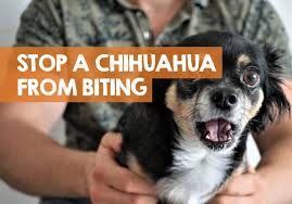 After all puppies don't ever want play time to end…do they? How To Stop A Chihuahua Biting 12 Methods To Stop Puppy Bites