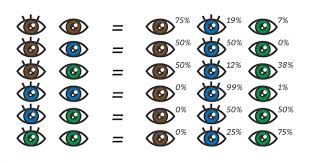 Eye Color Chart What Color Eyes Will My Baby Have Baby
