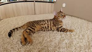 When you purchase the bengal cat, you can expect to spend around $5,000. Bengal Cat For Sale In The City Of Kiev Ukraine Price 400 Announcement 5178