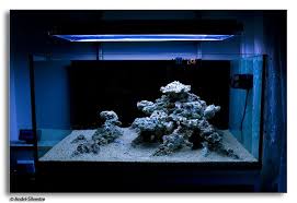 A nano aquarium is quite suitable to serve as a planted aquarium or aquascape. Tips And Tricks On Creating Amazing Aquascapes Aquascaping Forum Nano Reef Community