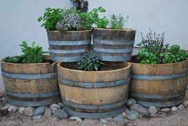 Tips For Growing A Wine Barrel Garden