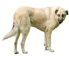Anatolian Shepherd Dog Breed Facts And Information Wag