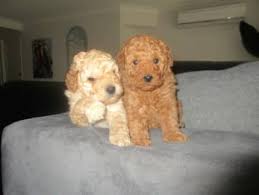 toy poodle puppies 1 red f 1 apricot