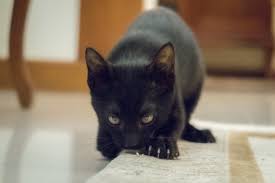 a cat from scratching carpet