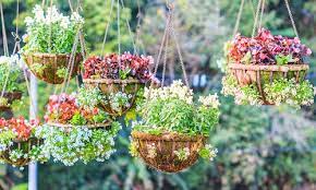 hanging baskets the best plants to