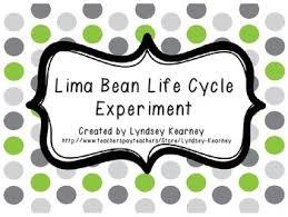 Lima Bean Life Cycle