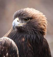 bird of the week golden eagle huron