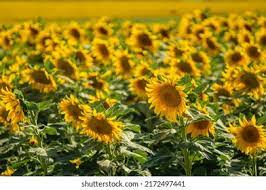 294 Israel Sunflower Seeds Images, Stock Photos & Vectors | Shutterstock