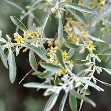 The olive, known by the botanical name olea europaea, meaning european olive, is a species of small tree in the family oleaceae, found traditionally in the mediterranean basin. Invasive Russian Olive Tree How To Get Rid Of It And Why