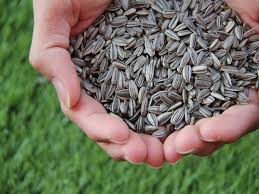 One is to preserve the genes that plant breeders need to increase yield, disease resistance, drought tolerance, nutritional quality, taste. Sunflower Seeds Try These Options To Enjoy The Health Benefits Of These Seeds Most Searched Products Times Of India