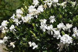 gardenia plants