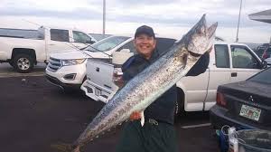 kingfish from skyway fishing pier