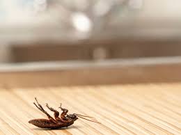 three ways to get rid of roaches in