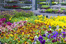 Flowers & seasons are intimately bound to each other. 15 Best Annual Flowers Annual Flowers List