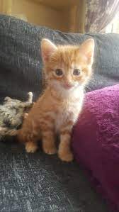 If you haven't found the perfect kitten for sale or adoption you may follow the breed to be notified of new kittens that were recently added. Ginger Kitten For Sale Near Me Off 74 Www Usushimd Com