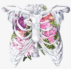 Contributing to their role in protecting the internal thoracic organs. Skinny Drawing Rib Cage Clip Transparent Library Creative Human Body Drawing Free Transparent Png Download Pngkey