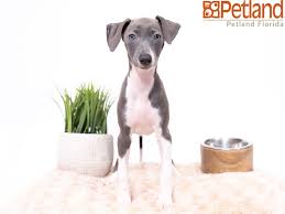 Linda layne is dedicated to producing healthy genetically sound puppies with outstanding , outgoing temperaments. Petland Florida Has Italian Greyhound Puppies For Sale Check Out All Our Italian Greyhound Puppies Italian Greyhound Puppy Italian Greyhound Puppies For Sale