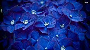 Blue Hydrangea Hintergrundbilder Flower ...