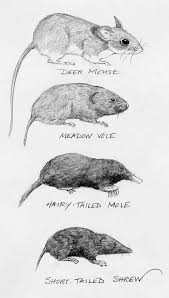 Shrew Or Mole Mouse Or Vole The