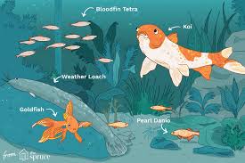 Fish Species Suitable For Cold Water Aquariums