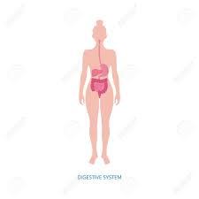 Woman body organs diagram woman internal organs womans anatomy. Human Digestive System Diagram On Female Body Isolated Flat Royalty Free Cliparts Vectors And Stock Illustration Image 139672595