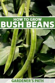 how to plant and grow bush beans