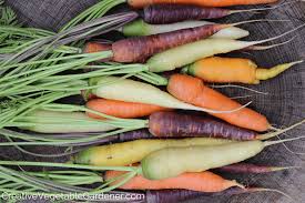 storing fresh carrots from the garden