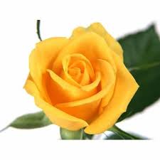 yellow rose flower at rs 15 piece