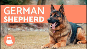 What Is The Best Diet For A German Shepherd Puppy