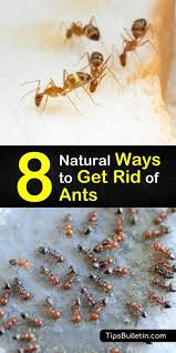 You have to get to the bottom of this. 8 Natural Ways To Get Rid Of Ants