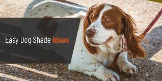 10 Easy Dog Shade Ideas Shading Texas