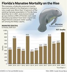 majestic manatees are starving to