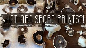 The most important reason to make spore prints is to check the color for identification purposes. How To Make Mushroom Spore Prints Youtube