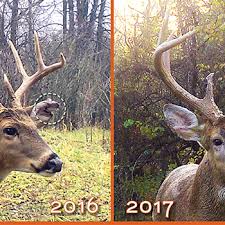 Antler Growth Archives Quality Deer Management Association