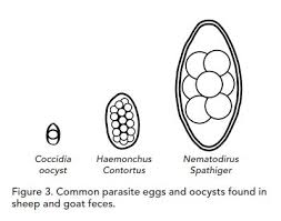 A Haemonchus Contortus Management Plan For Sheep And Goats