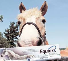 Problems With Previcox Overdose The Horse