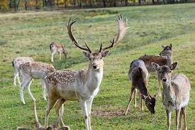 fallow deer facts and beyond