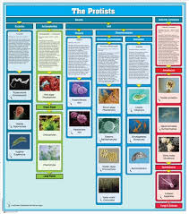 Montessori Materials Protists Kingdom Chart W Cards