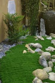 irish moss plants