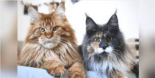 We did not find results for: 17 Reasons To Never Adopt A Maine Coon Cat Holidogtimes